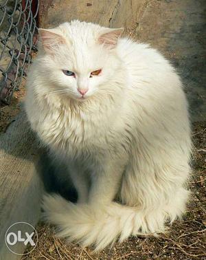 Persian Male Cat for Mating