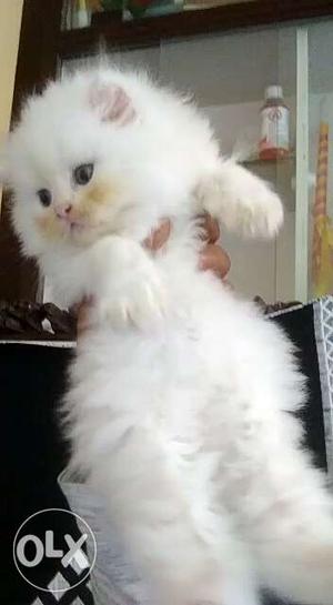 Persian cat.. female. 3months. very active.