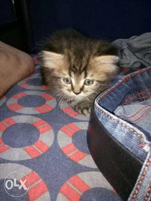 Persian cat grey 50days old vry playfull,urgent sale gng