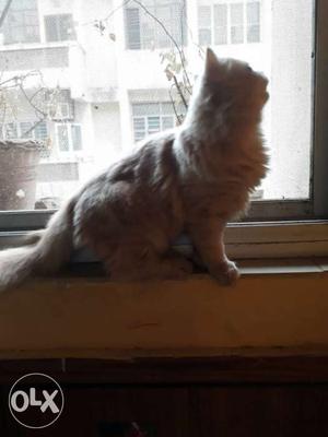 Persian cat just 3.5 months old