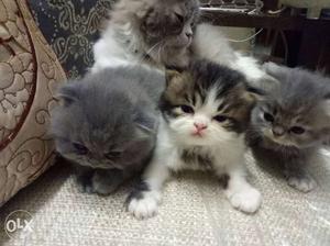 Persian cat kittens grey, only two doll faced