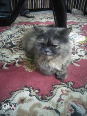 Persian cat semi punch female for sale