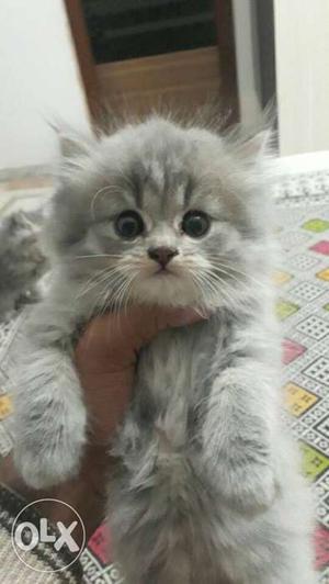 Persian cats only 3left negotiatwble