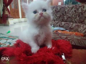 Persian cats white punch face female kittens:- black
