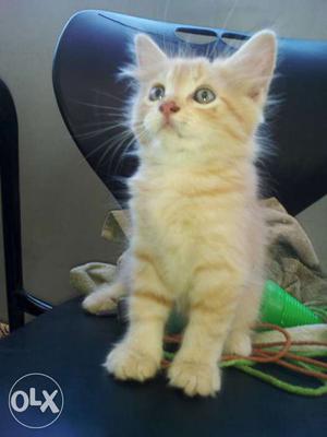 Persian golden colour kitten age 45 days gender