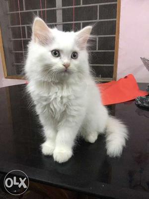 Persian kitten, age -2 months