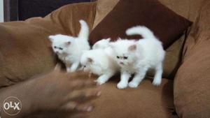 Persian kittens available for sale at rs  each