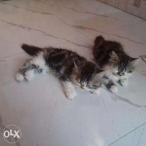 Persian kittens available in Mumbai in good