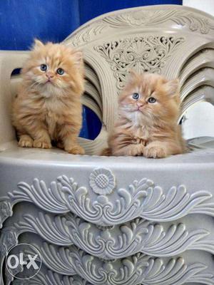 Persian kittens available in Mumbai with good fur