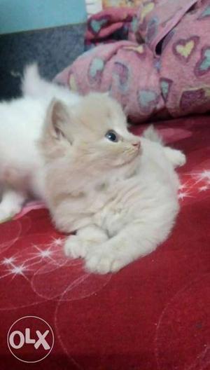 Persion cat available for sale Contact me inbox