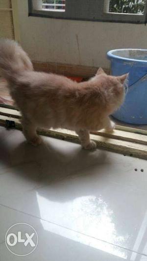 Pure pershion cat for sale