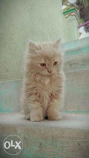 Pure persian cat