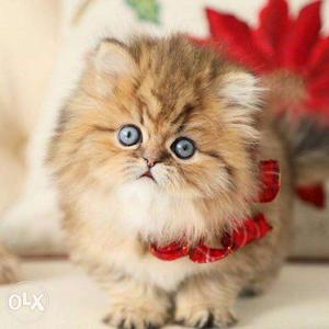 Pure persian kitten avalible