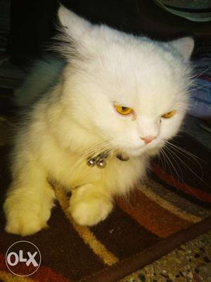 Pure white Persian male 15months old
