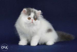  RS Persian Kitten cats sale.punch face blue eyes all
