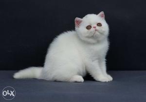 RS White Persian Kittens cats sale.all color all city