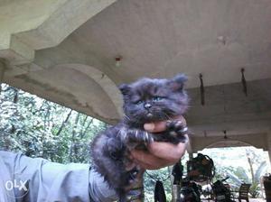 Short-fur Black Kitten