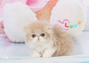 So cute persian for sale cash on delivery