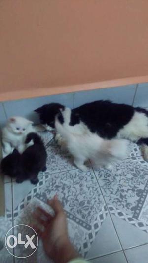 Three Black And White Kittens With Cat