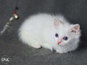  Three Long-furred Kittens cats persian cats sale.all