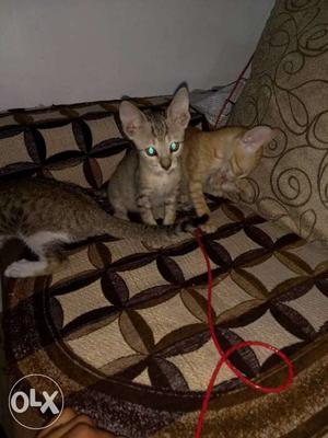 Two Grey And Orange Tabby Kittens