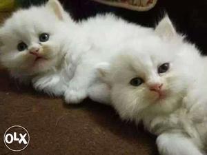 Two White Persian Kittens cats sale.all color all city