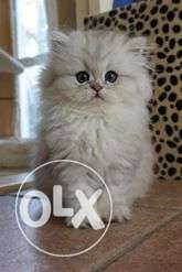 Very cheap price persian kitten for sale in all india