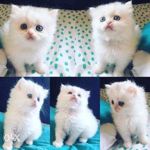 Very cheap price persian kitten for sale in noida