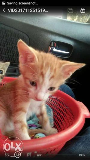 Very cute tabby kitten pair.. one male and