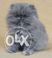 Very so very cute persian kitten for sale in all india