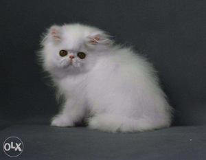 White And Gray Long Coated Kitten price 