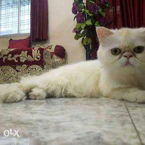 White Flat Faced Persian Cat