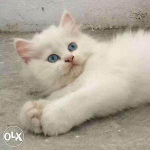 White Persian Cat kitten sale.more beautifull color and long