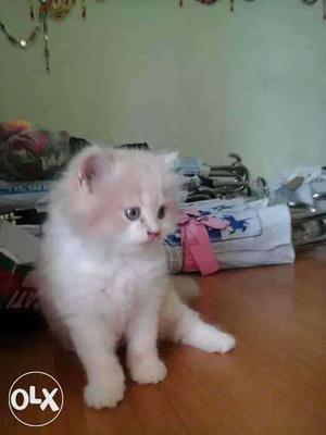 White Persian Kitten cats sale.punch face bkue eyes all
