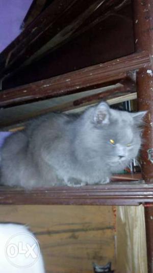 Z black Persian male cat, he is 1 year old