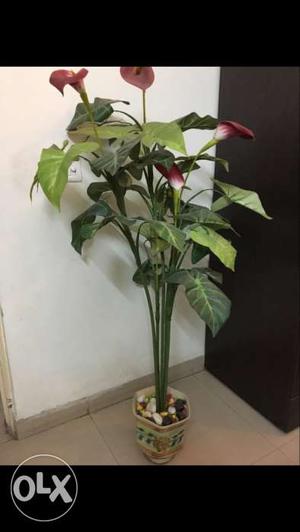 2 Home Decor Artificial Plant Rs. 999 per Piece