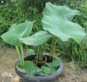 Real lotus plant