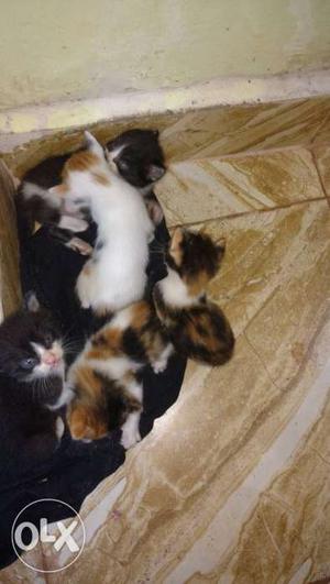Black And White-and-orange persian Kitten Lot