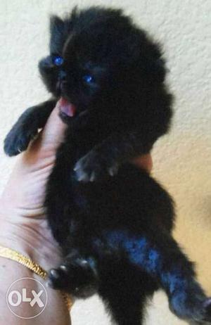 Cutest punch face black Persian kitten