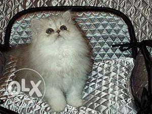 Persian cat and kitten with healthy and doll face available
