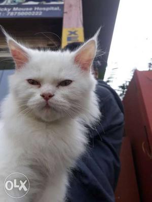 Persian cat male white color