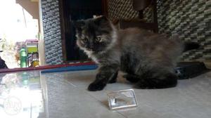 Persian kitten for sale female
