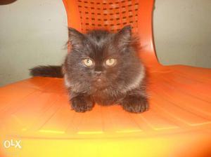 Pure Persian kitten for sale with good health and