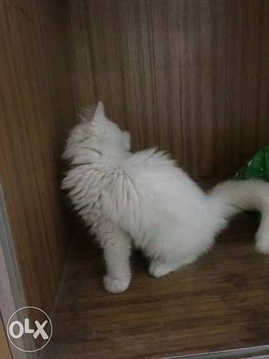 Pure white persian kitty 2.5 month playfull good