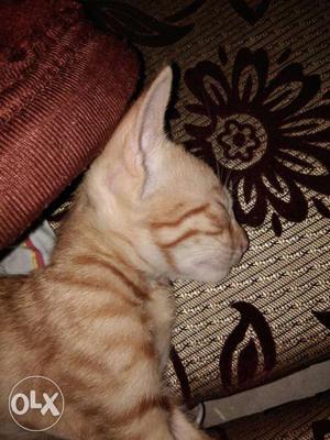 Small baby of kitty baraf khana thakur gnj lko.