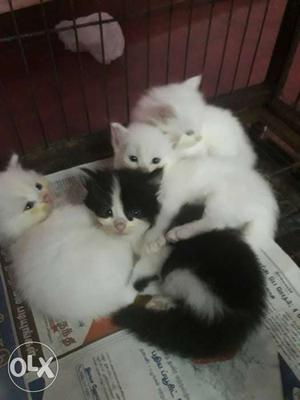 Three White And One Black Kittens