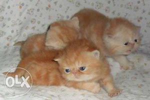 White pure persian kitten for sale in luchknow COD