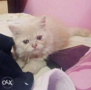 3 Months Persian Cat Female