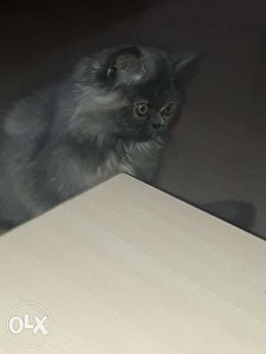 4 month Female Persian kitten Available