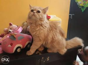 Cat persian 3.5 month old with free accesories